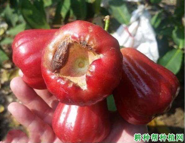莲雾拟盘多毛孢果腐病如何防治? 莲雾拟盘多毛孢果腐病如何防治?