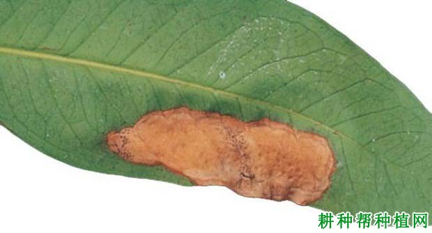 莲雾果腐病如何防治? 莲雾果腐病如何防治?