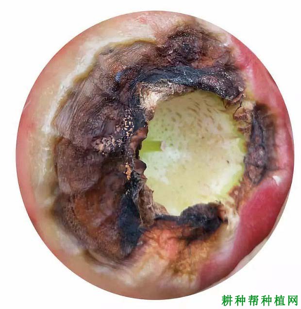 莲雾果腐病如何防治? 莲雾果腐病如何防治?