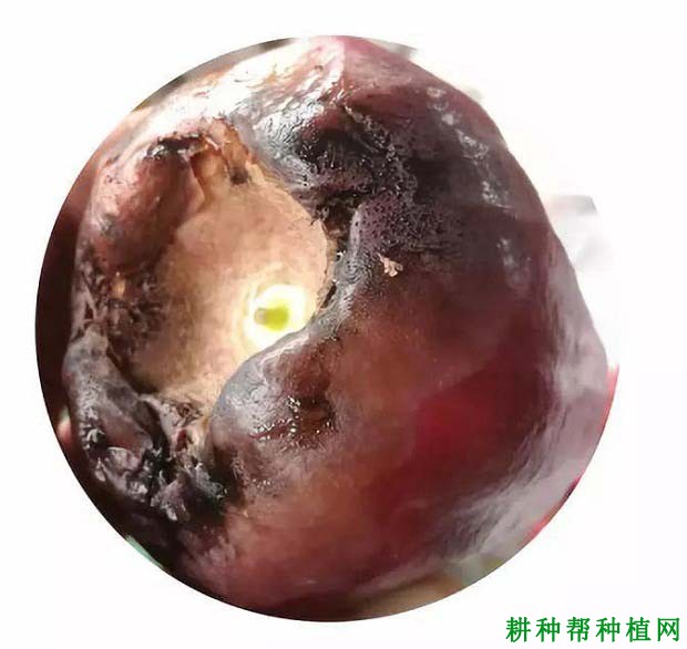 莲雾果腐病如何防治? 莲雾果腐病如何防治?