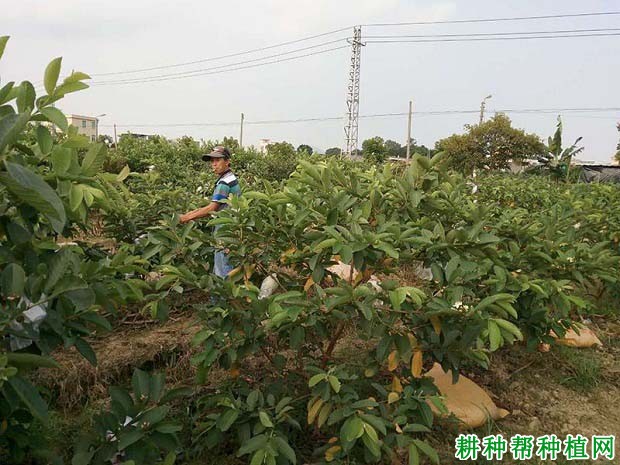 种植番荔枝什么时候需要浇水,如何浇? 种植番荔枝什么时候需要浇水,如何浇?