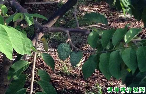 种植番荔枝什么时候需要浇水,如何浇? 种植番荔枝什么时候需要浇水,如何浇?