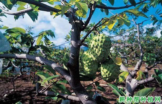 种植番荔枝什么时候需要浇水,如何浇? 种植番荔枝什么时候需要浇水,如何浇?