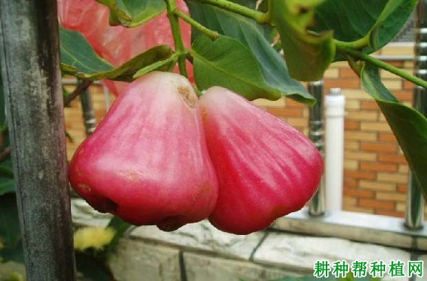 莲雾黑腐病如何防治? 莲雾黑腐病如何防治?