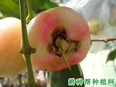 莲雾黑腐病如何防治? 莲雾黑腐病如何防治?