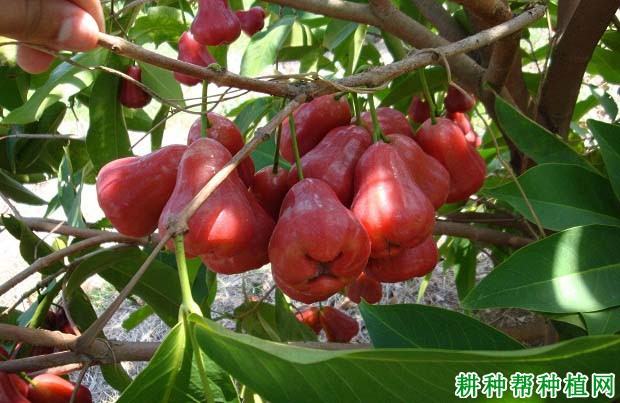 莲雾什么时候开花结果,莲雾一般亩产多少公斤? 莲雾什么时候开花结果,莲雾一般亩产多少公斤?