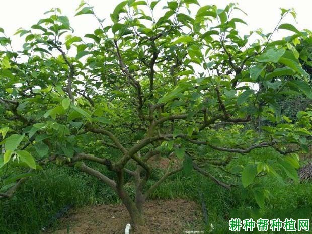 番荔枝缺素有哪些症状,如何预防番荔枝缺素发生? 番荔枝缺素有哪些症状,如何预防番荔枝缺素发生?