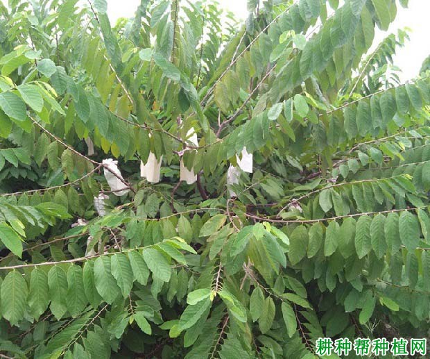 番荔枝缺素有哪些症状,如何预防番荔枝缺素发生? 番荔枝缺素有哪些症状,如何预防番荔枝缺素发生?