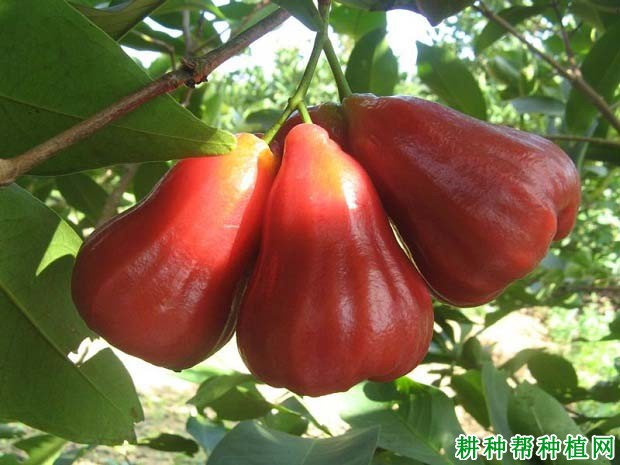 莲雾什么时候开花结果,莲雾一般亩产多少公斤? 莲雾什么时候开花结果,莲雾一般亩产多少公斤?