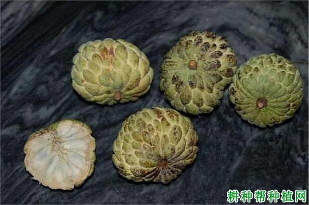 番荔枝果实生长期间容易出现什么问题,如何进行预防? 番荔枝果实生长期间容易出现什么问题,如何进行预防?