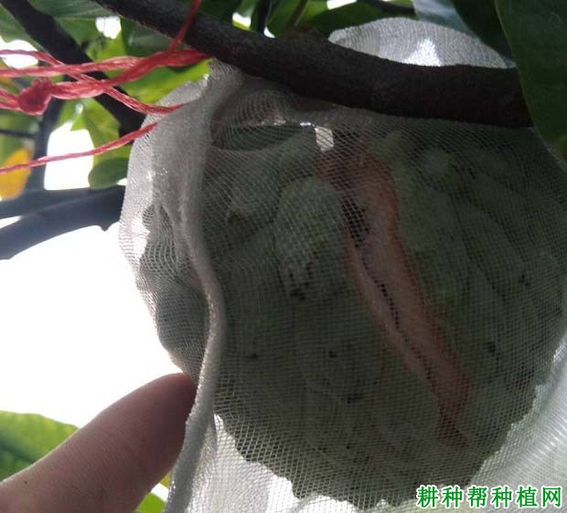 番荔枝果实生长期间容易出现什么问题,如何进行预防? 番荔枝果实生长期间容易出现什么问题,如何进行预防?