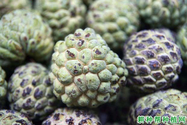 番荔枝果实生长期间容易出现什么问题,如何进行预防? 番荔枝果实生长期间容易出现什么问题,如何进行预防?
