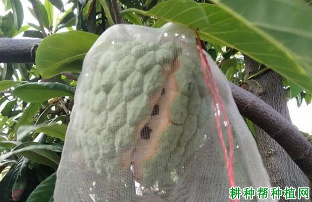 番荔枝果实生长期间容易出现什么问题,如何进行预防? 番荔枝果实生长期间容易出现什么问题,如何进行预防?