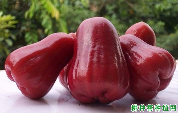 莲雾含有哪些营养价值? 莲雾含有哪些营养价值?