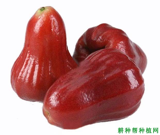 莲雾果实可以贮藏多长时间,莲雾如何贮藏? 莲雾果实可以贮藏多长时间,莲雾如何贮藏?