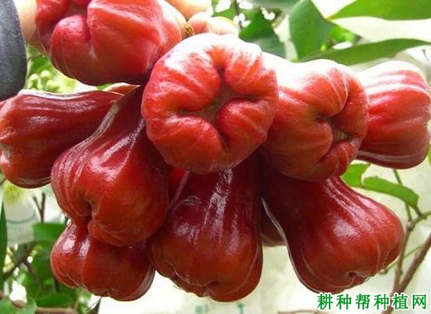 莲雾果实可以贮藏多长时间,莲雾如何贮藏? 莲雾果实可以贮藏多长时间,莲雾如何贮藏?
