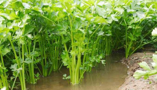 怎样挑选优质的芹菜