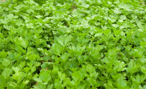 怎样挑选优质的芹菜