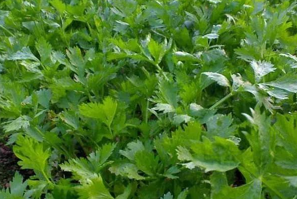 芹菜和棵菜套种技术