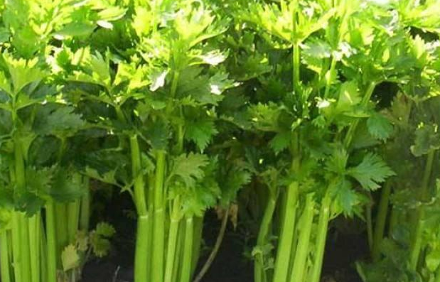 芹菜和棵菜套种技术