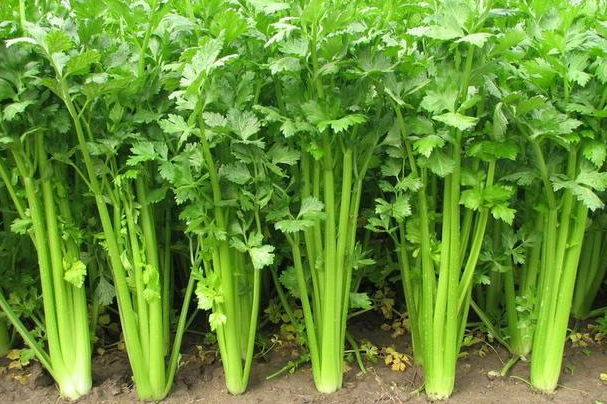 芹菜和棵菜套种技术