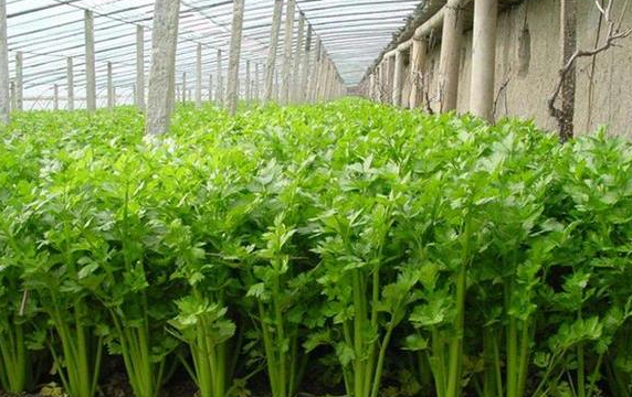 山芹菜种植技术