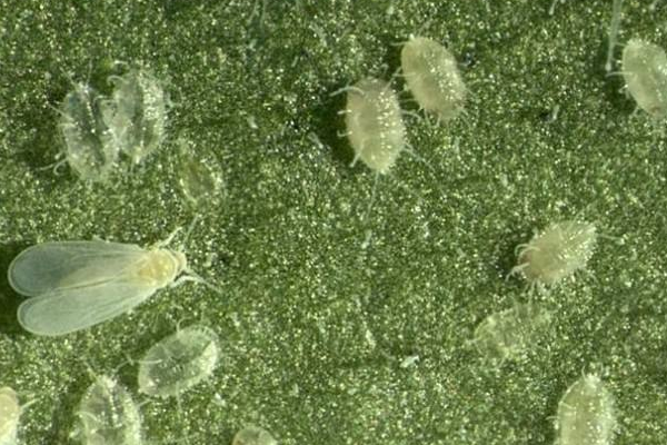 种植芹菜防治白粉虱的方法