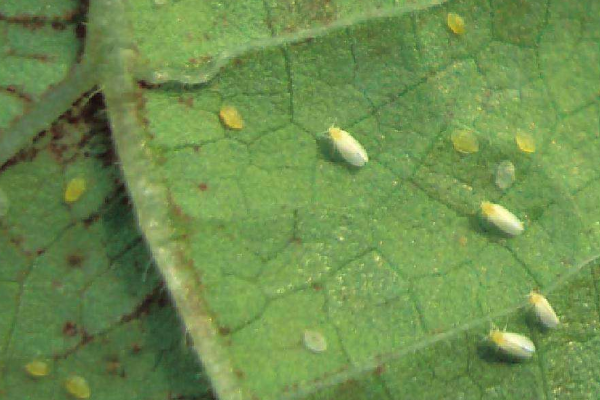 种植芹菜防治白粉虱的方法