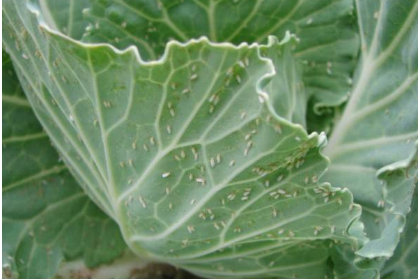 种植芹菜防治白粉虱的方法