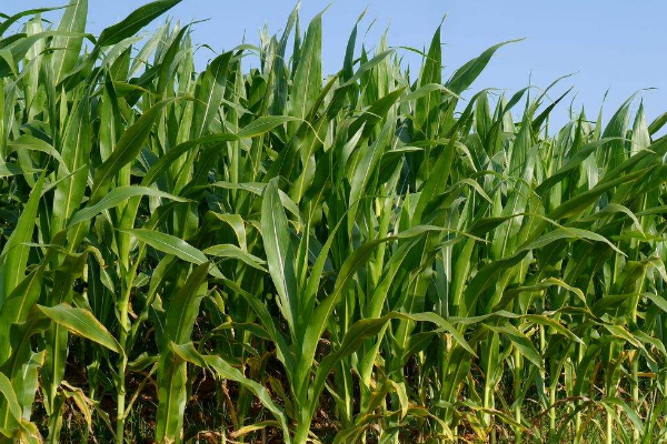 玉米灌浆异常防治措施