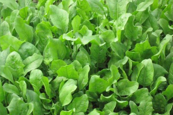 野菠菜的特性