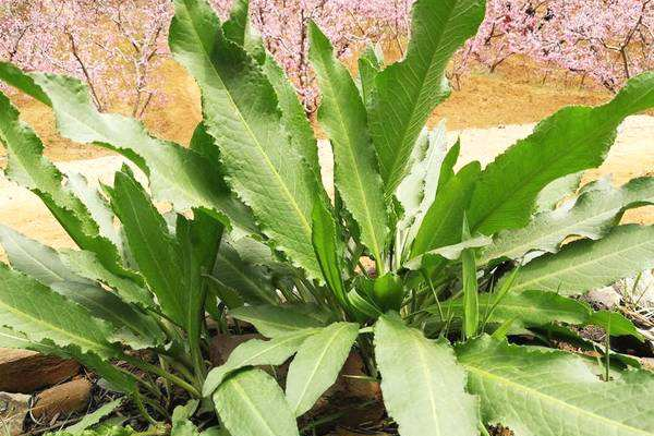 野菠菜的特性