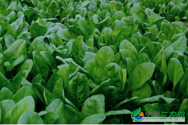 秋菠菜种植要点