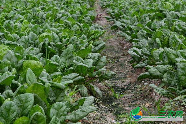 秋菠菜种植要点