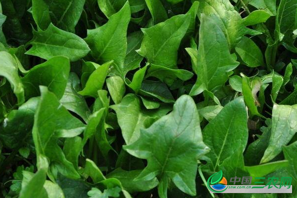 种植菠菜怎样追肥?