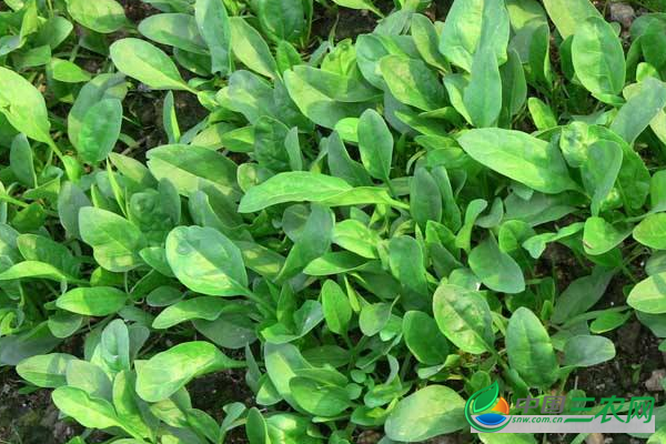 种植菠菜怎样追肥?
