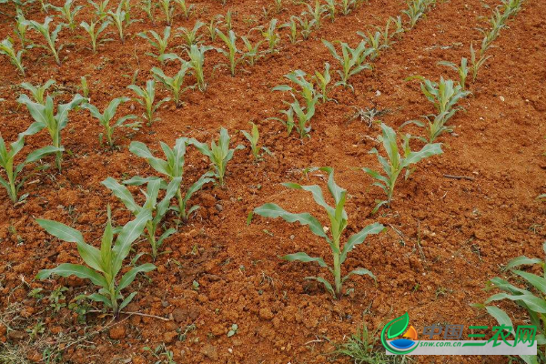 玉米出现倒伏要不要扶起?