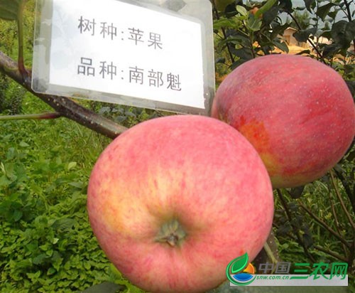 南部魁.JPG