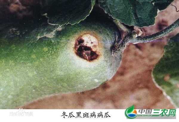 冬瓜黑斑病