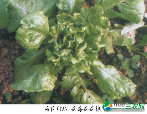 莴苣病毒病