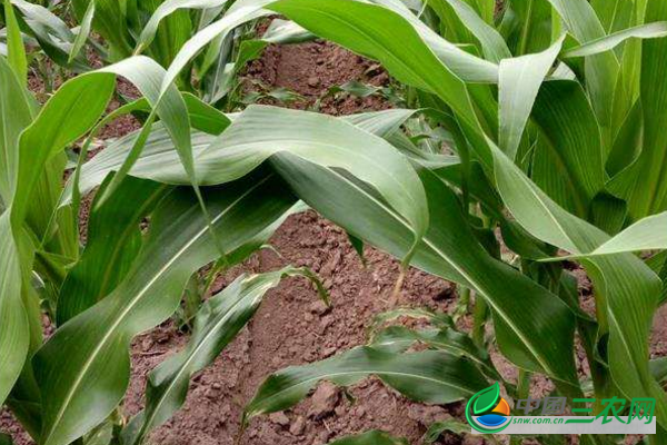 玉米铁茬种植施肥应注意哪些问题?