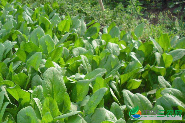 冬季有机菠菜种植要点