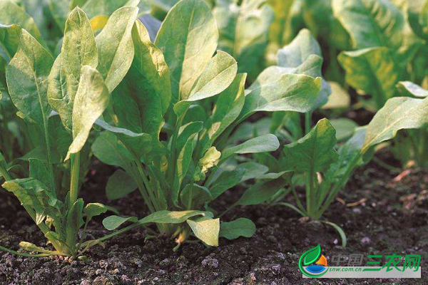 冬季有机菠菜种植要点
