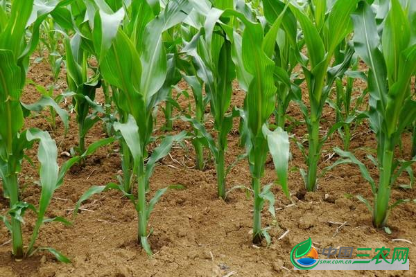 玉米为什么要追施攻粒肥?