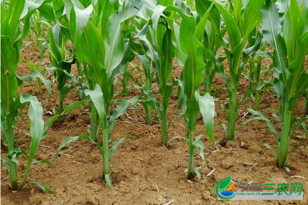 玉米高产如何追施攻粒肥?
