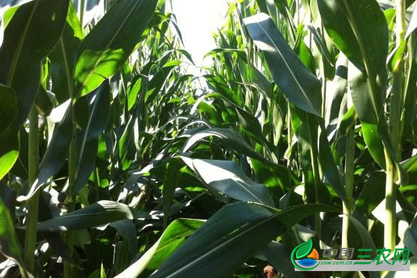 地膜玉米为什么要施攻苞肥?