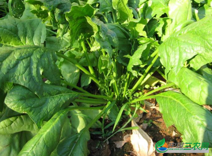 大叶菠菜冬季怎样施肥？