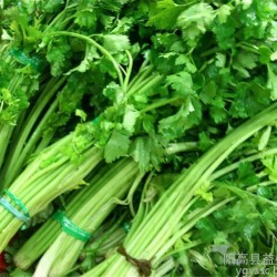 无公害蔬菜 芹菜  绿色蔬菜及蔬菜制品蔬菜销售