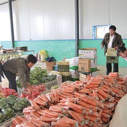 青州绿龙绿色蔬菜 绿鸽商标 批发菠菜