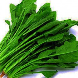 厂家直销 青州绿龙绿色蔬菜 绿鸽商标 批发有机无公害菠菜